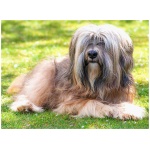 Tibetan Terrier 4