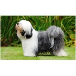 Tibetan Terrier 5