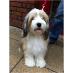 Tibetan Terrier 6