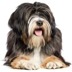 Tibetan Terrier 7