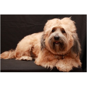 Tibetan Terrier 8