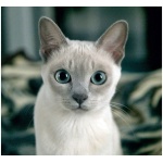 Tonkinese 8