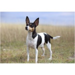 Toy Fox Terrier 0