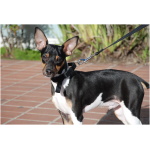 Toy Fox Terrier 1