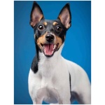 Toy Fox Terrier 3
