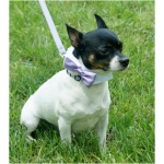 Toy Fox Terrier 4