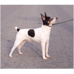 Toy Fox Terrier 5