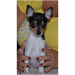 Toy Fox Terrier 6