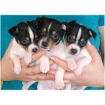 Toy Fox Terrier 7