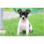 Toy Fox Terrier 9