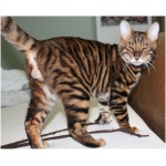 Toyger 0