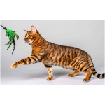 Toyger 3