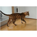 Toyger 5