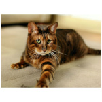 Toyger 6