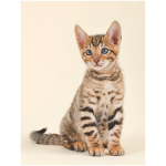 Toyger 7