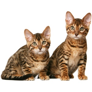 Toyger 8