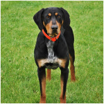 Transylvanian Hound 0