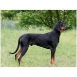 Transylvanian Hound 2
