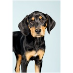Transylvanian Hound 6