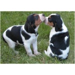 Treeing Walker Coonhound 1