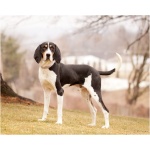 Treeing Walker Coonhound 2