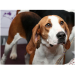 Treeing Walker Coonhound 3