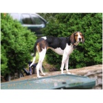 Treeing Walker Coonhound 5