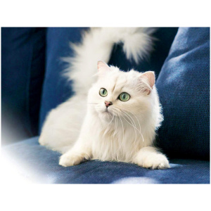 Turkish Angora 9