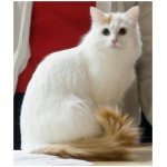 Turkish Van 3