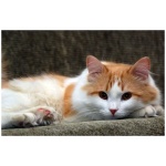 Turkish Van 4