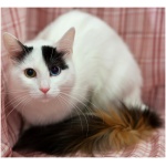 Turkish Van 7