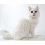 Turkish Van 9