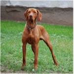 Vizsla 3