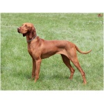 Vizsla 6