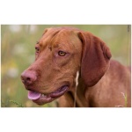 Vizsla 7