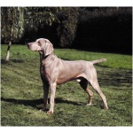Weimaraner 2