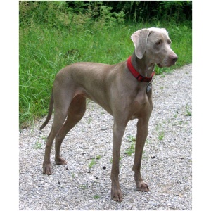 Weimaraner 3