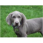 Weimaraner 8