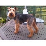 Welsh Terrier 2