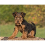 Welsh Terrier 8
