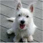 West Highland White Terrier 2