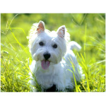 West Highland White Terrier 4