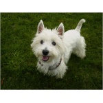 West Highland White Terrier 6