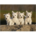 West Highland White Terrier 8