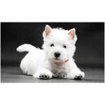 West Highland White Terrier 9