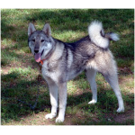 West Siberian Laika 0