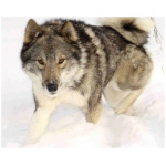 West Siberian Laika 1