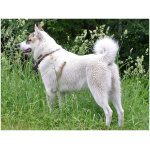 West Siberian Laika 2