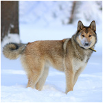 West Siberian Laika 3