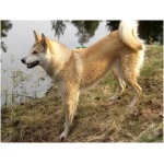 West Siberian Laika 4